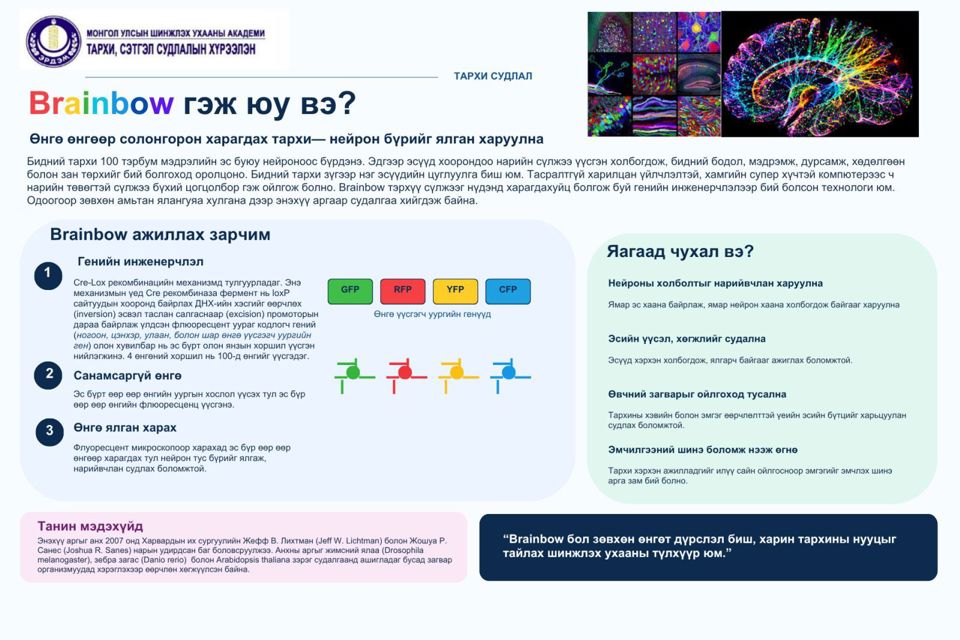 "Brainbow" гэж юу вэ? 